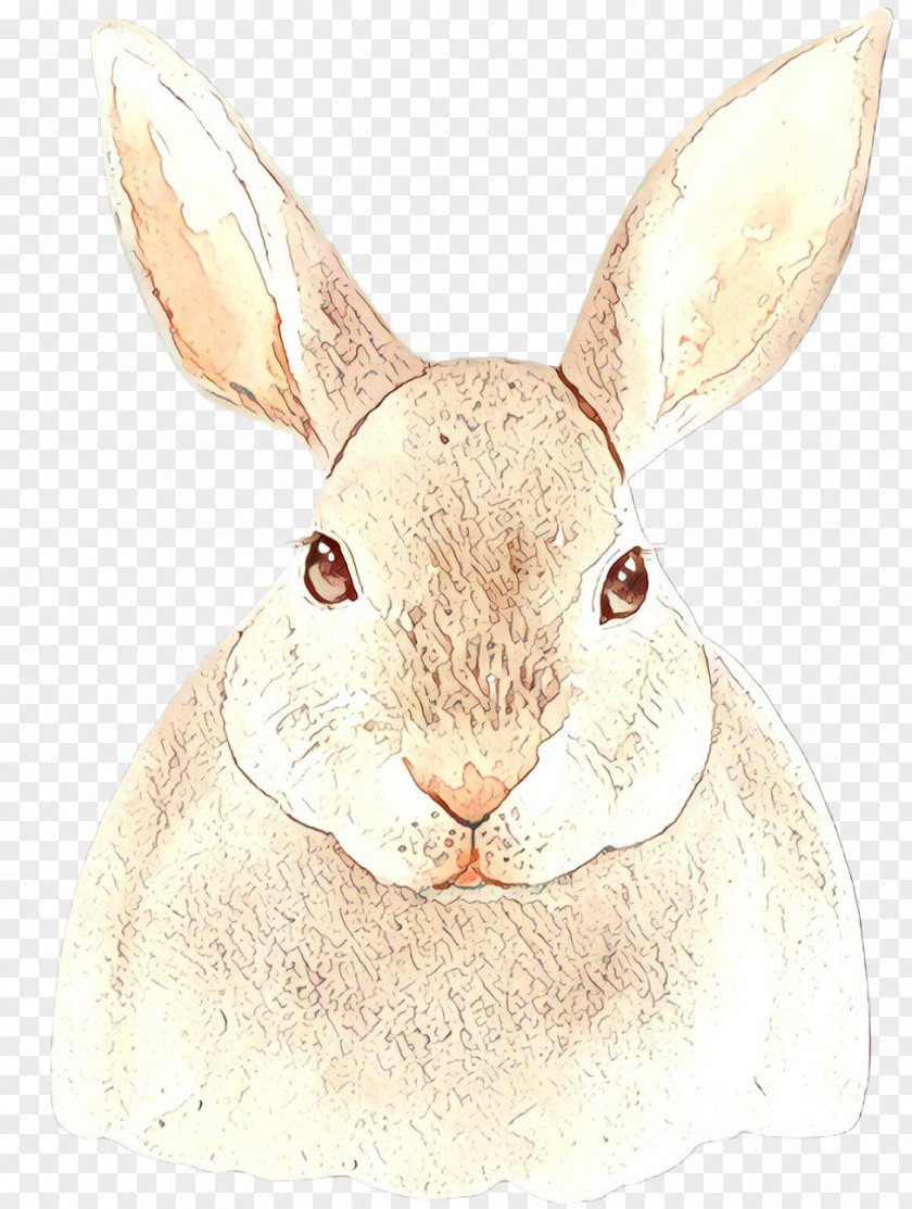 Rabbit Mountain Cottontail Rabbits And Hares Hare Snout PNG