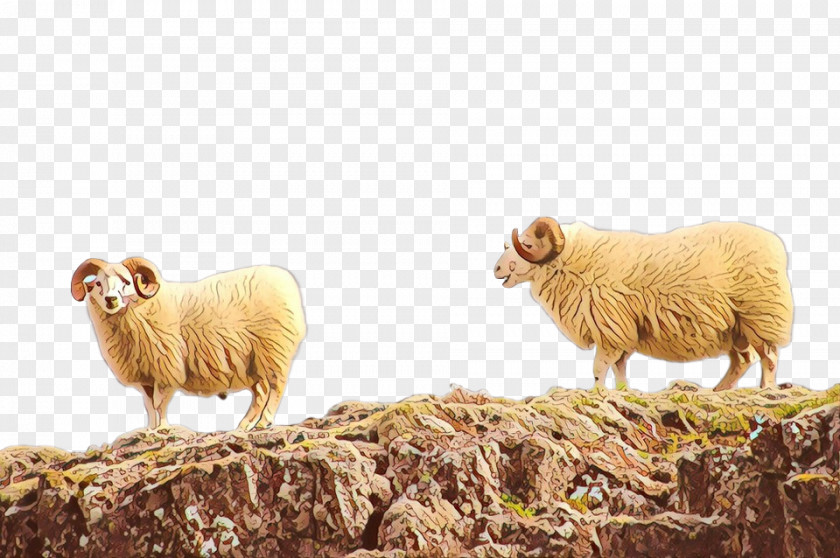 Sheep Fauna Herd Terrestrial Animal Snout PNG