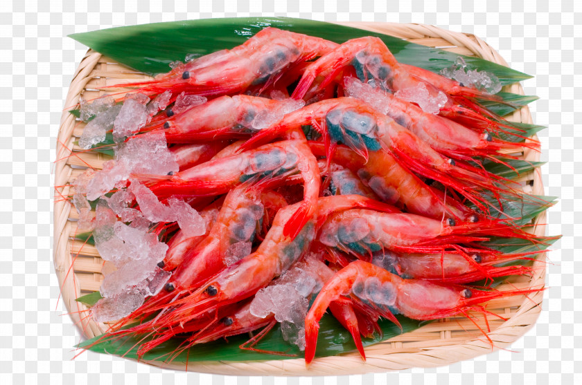 Sieve Red Shrimp Caridea Sashimi Food PNG