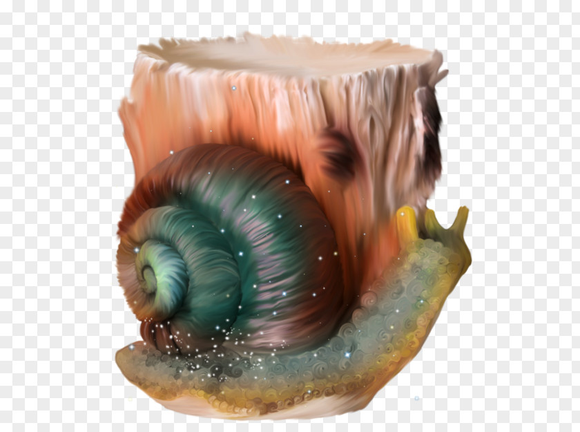 Snail Escargot Orthogastropoda PNG