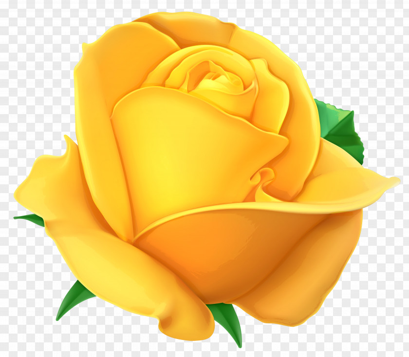 Transparent Yellow Rose Clipart Picture Clip Art PNG