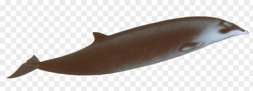 Whale Porpoise Hector's Beaked Giant Gervais' Marine Mammal PNG