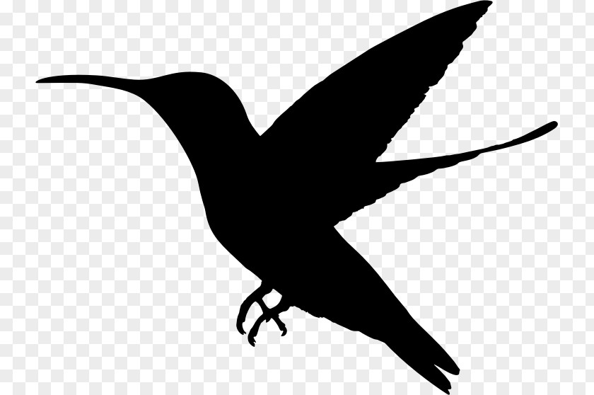 Black Bird Black-chinned Hummingbird Duck Clip Art PNG