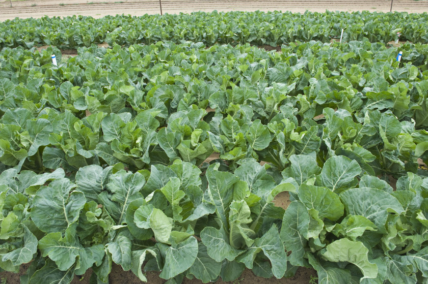 Cauliflower Brassica Leaf Vegetable Crop Plant Agriculture PNG