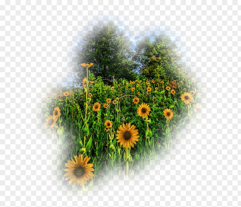 Dandelion Common Sunflower Annual Plant Wildflower PNG