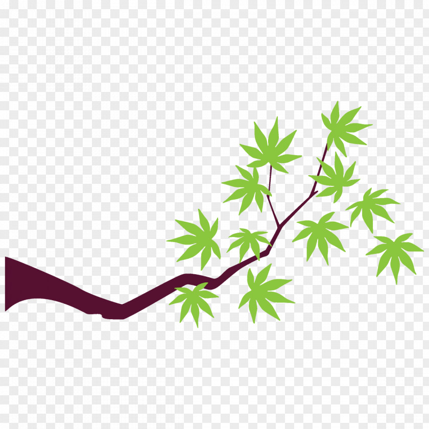 Flower Plant Stem Maple Branch Leaves Tree PNG