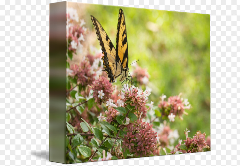 Glossy Butterflys Monarch Butterfly Nymphalidae Nectar Milkweeds PNG