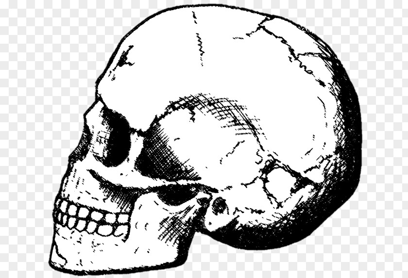 Skull Skhul And Qafzeh Hominins Prehistory Early Human Migrations Homo Sapiens PNG