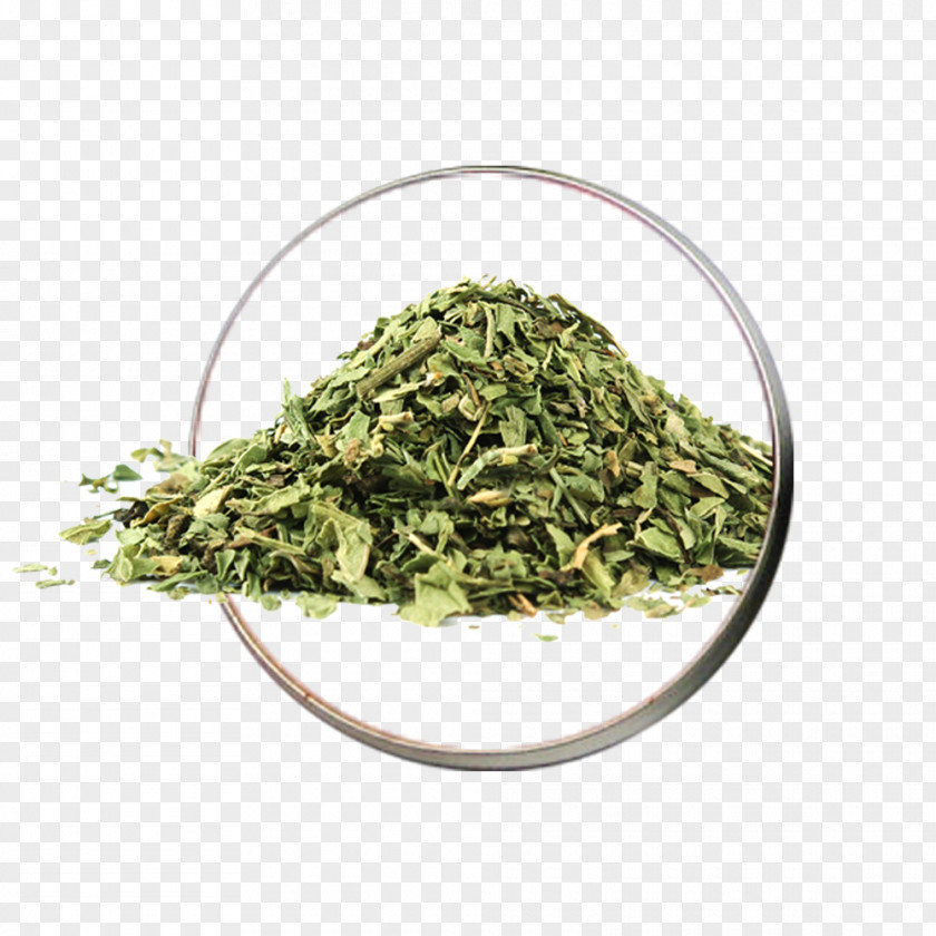 Tea Peppermint Mentha Spicata Herb Wild Mint PNG