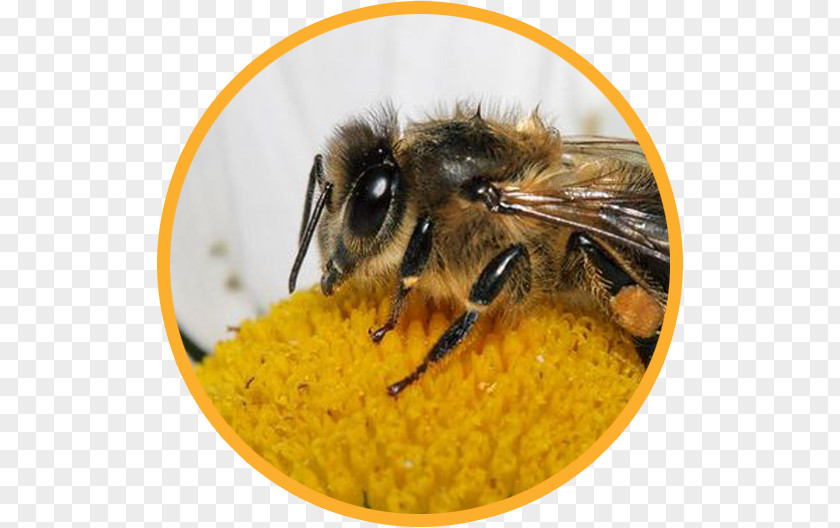 Bee Honey Bumblebee Pollen Insect PNG