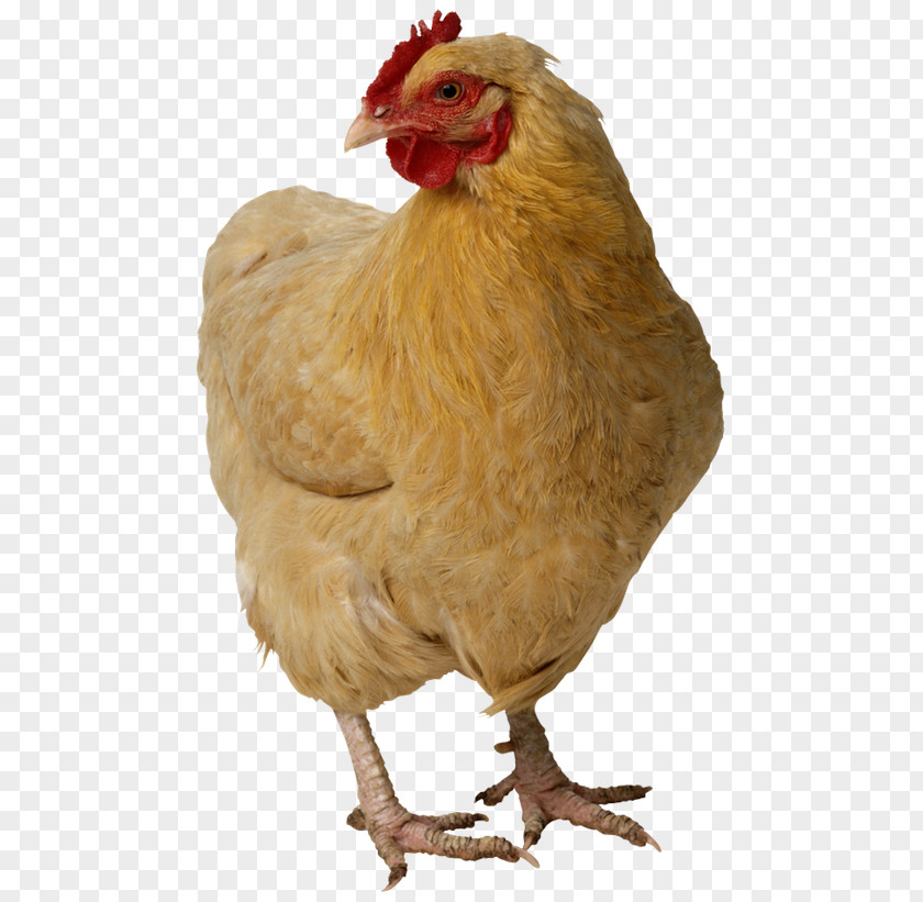 Flock Roast Chicken Meat Poultry PNG