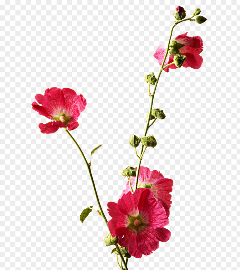 Flower Cut Flowers Hollyhocks Clip Art PNG