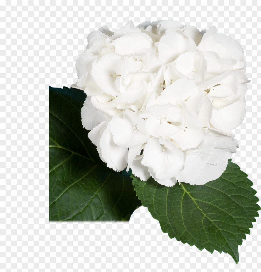 Hortensia Hydrangea Centifolia Roses Gardenia Cut Flowers PNG