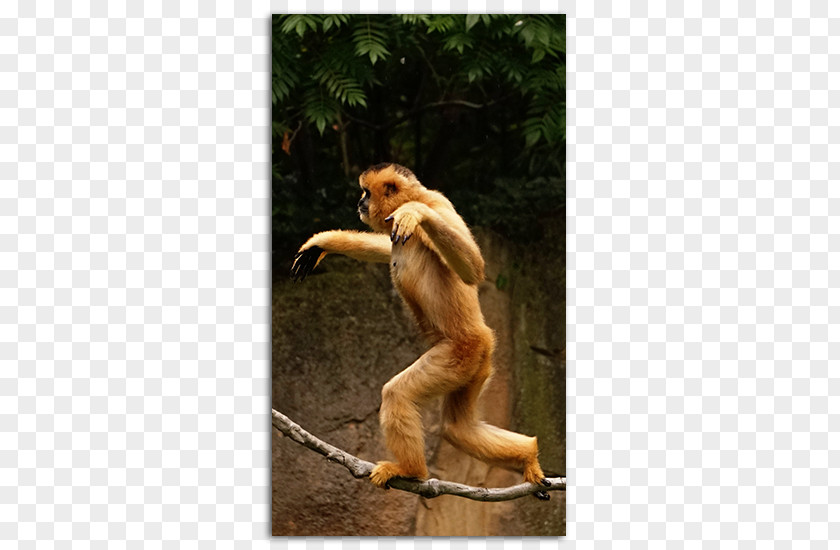 Spider Monkey Cercopithecidae Primate Gibbon No PNG