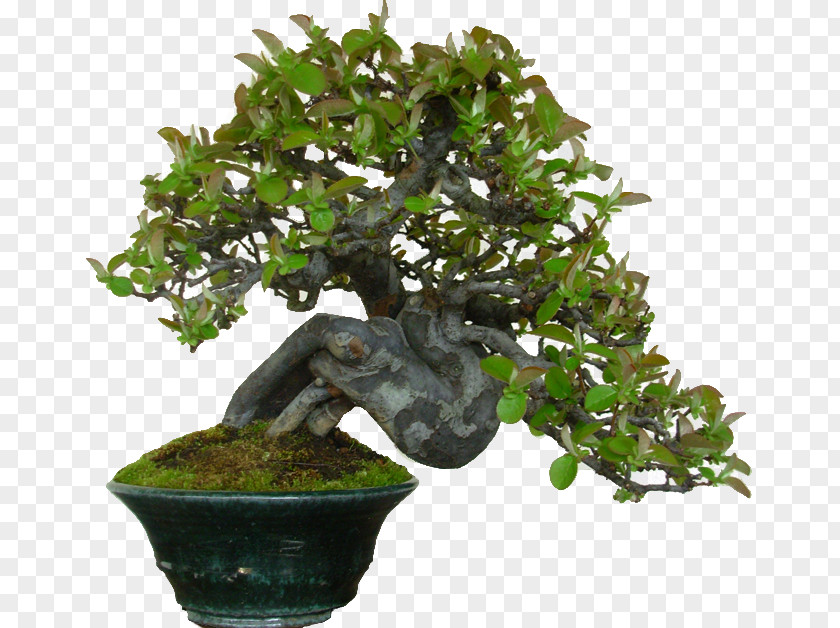 Tree Chinese Sweet Plum Bonsai Flowerpot Houseplant PNG