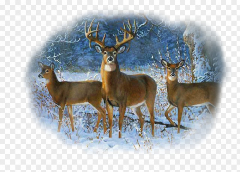 Winter White-tailed Deer Trio Wall Graphic Bald Eagle PNG
