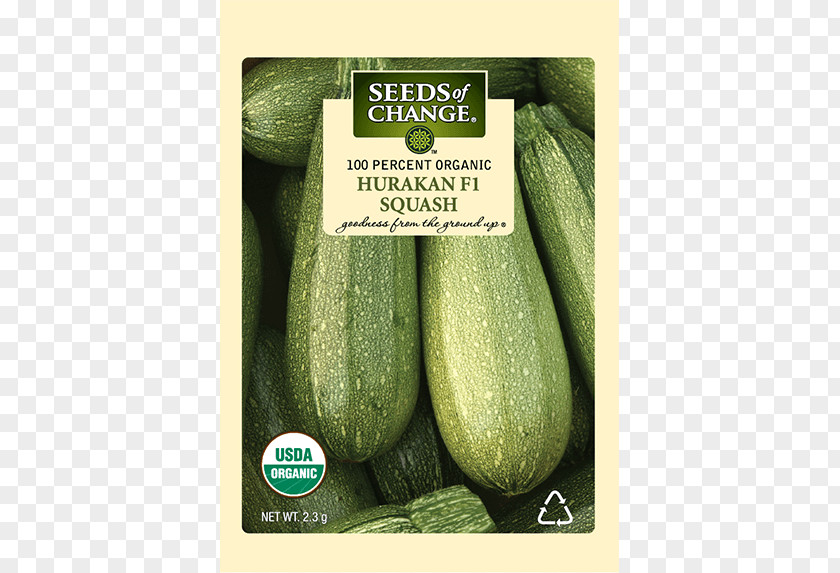 Yellow Crook Neck Squash Cucumber Organic Food Summer Zucchini Winter PNG