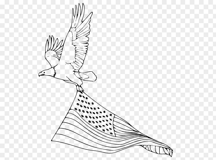 Eagle Bald Coloring Book Bird United States PNG