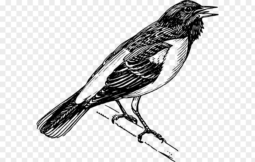 Fine Feathers Bird Baltimore Orioles Clip Art PNG