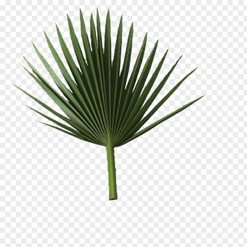 Palm Leaves Sabal Arecaceae Branch Leaf Frond PNG