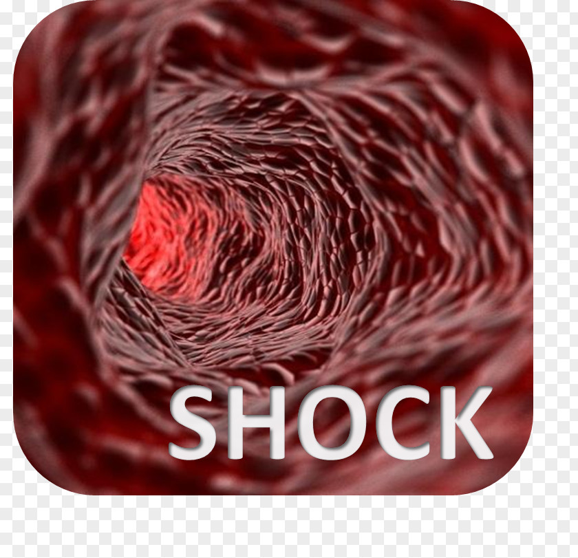 Blood Perfusion Vessel Septic Shock Endothelium PNG