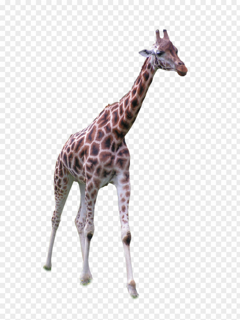 Giraffe Standing Front Africa Northern Grassland PNG