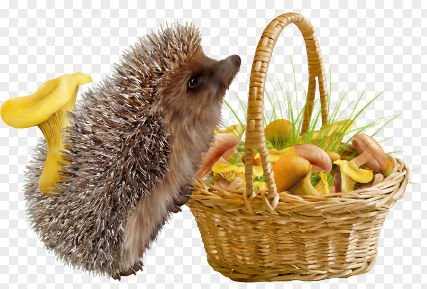 Hedgehog And Baskets Domesticated PNG
