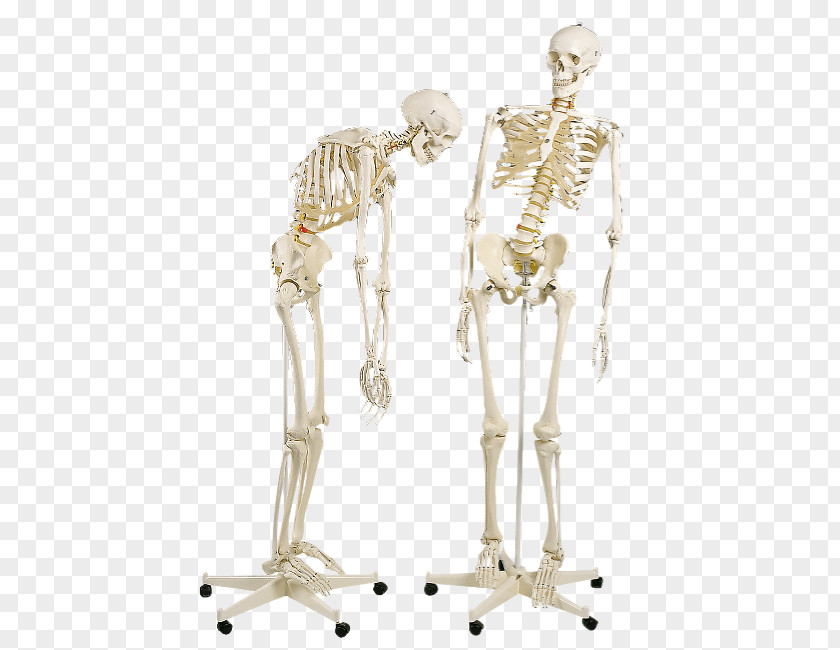 Human Bones Skeleton Anatomy Science Vertebral Column PNG
