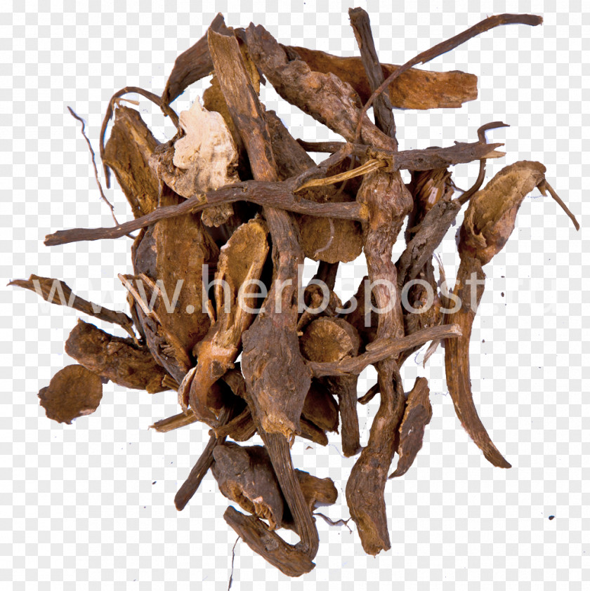 Koren Sanguisorba Officinalis Dianhong Pharmacognosy Rhizome PNG