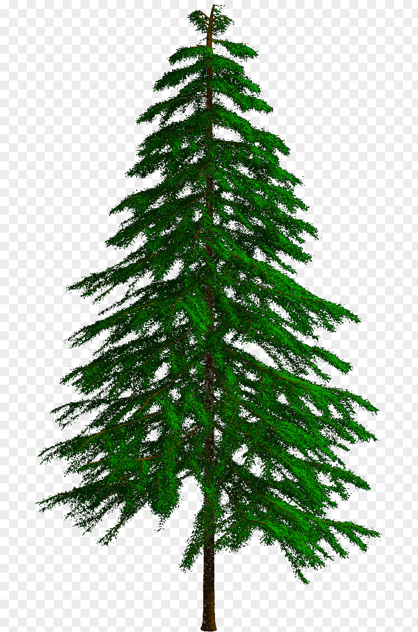 Mo Salah Spruce Fir Pine Larch Christmas Tree PNG