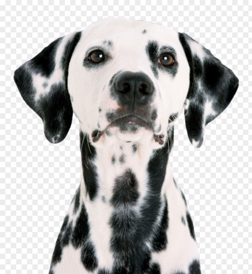 Puppy Dalmatian Dog Pet Sitting Pug PNG
