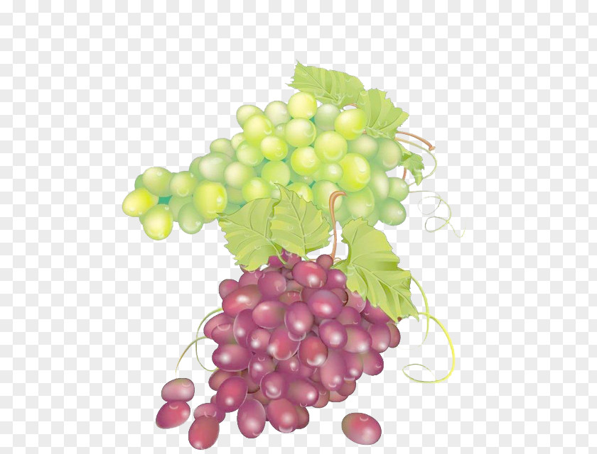 Red Grapes Green Grape Juice Seedless Fruit PNG