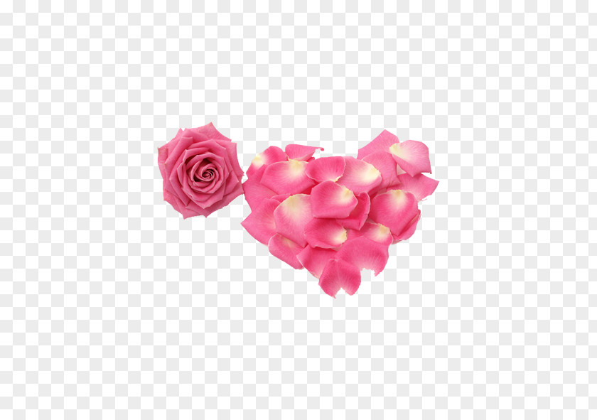 Rose Petal Flower PNG