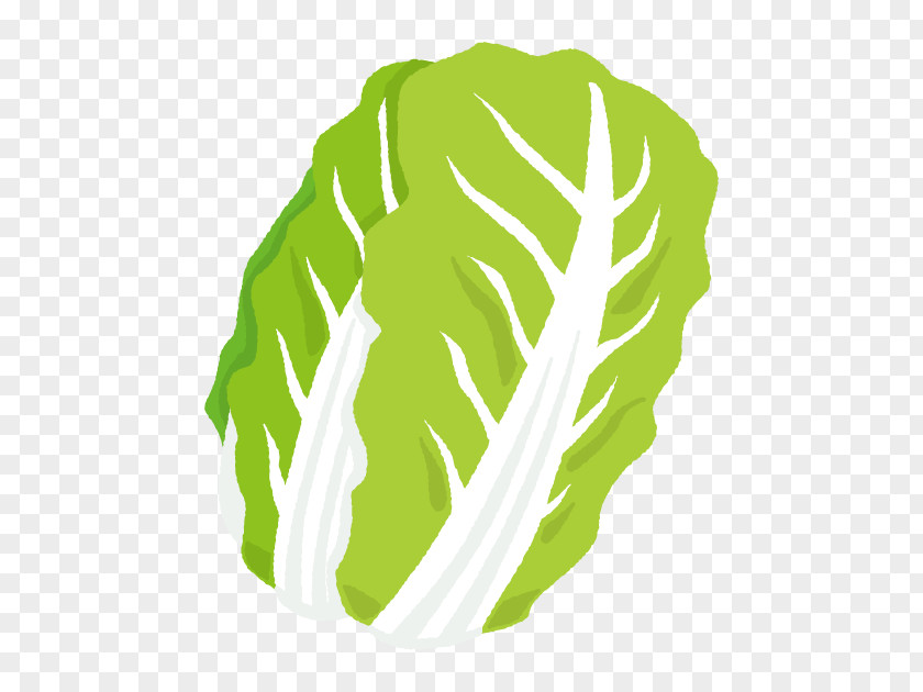 Savoy Cabbage Broccoli Napa Illustration Greens Vegetable Welsh Onion PNG