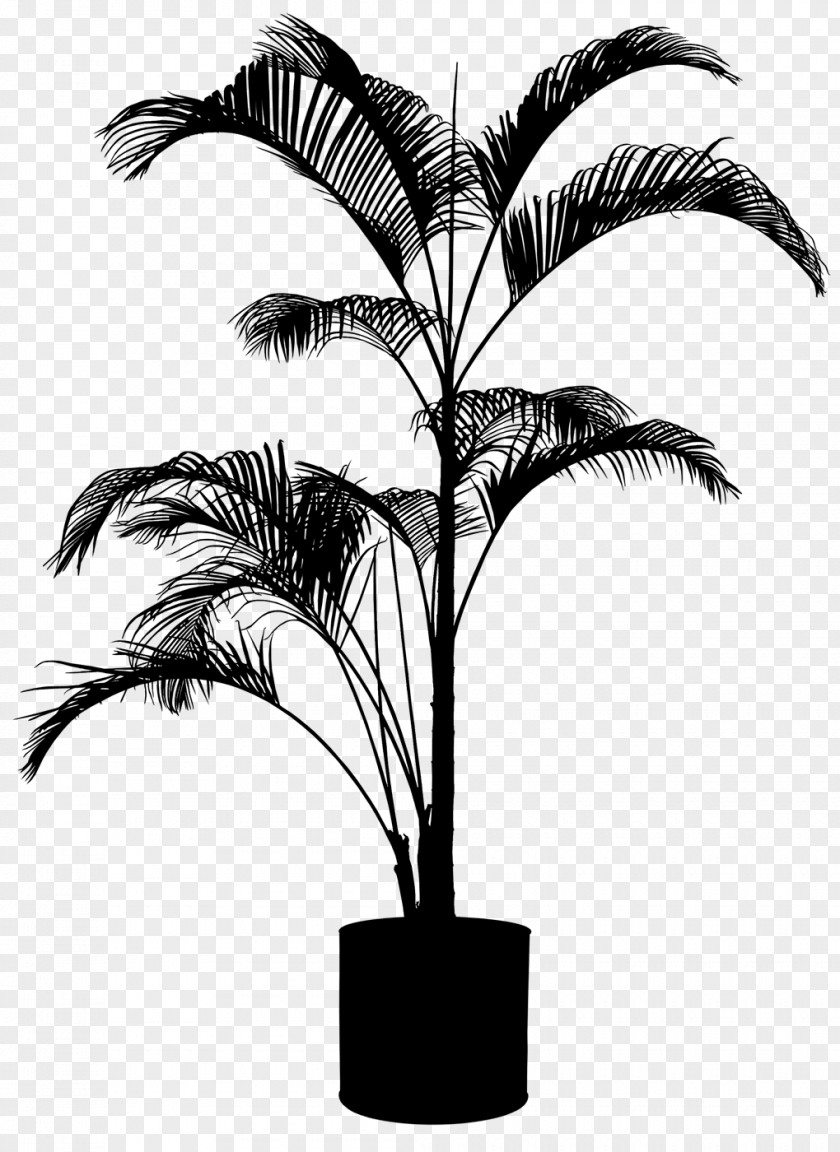 Asian Palmyra Palm Plants Tree Shrub Babassu PNG