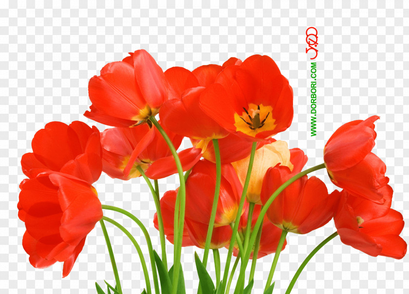 Beautiful Poppy Flowers Desktop Wallpaper Flower Love Petal PNG