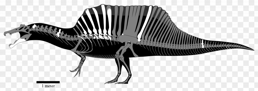 Dinosaur Spinosaurus Tyrannosaurus Edmontosaurus Compsognathus Carcharodontosaurus PNG