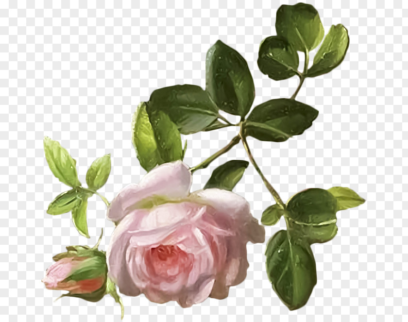 Flower Garden Roses Cabbage Rose Bokmärke PNG