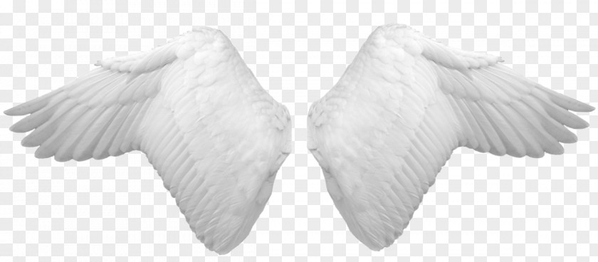 Four Wings Photography Llc Clip Art PNG