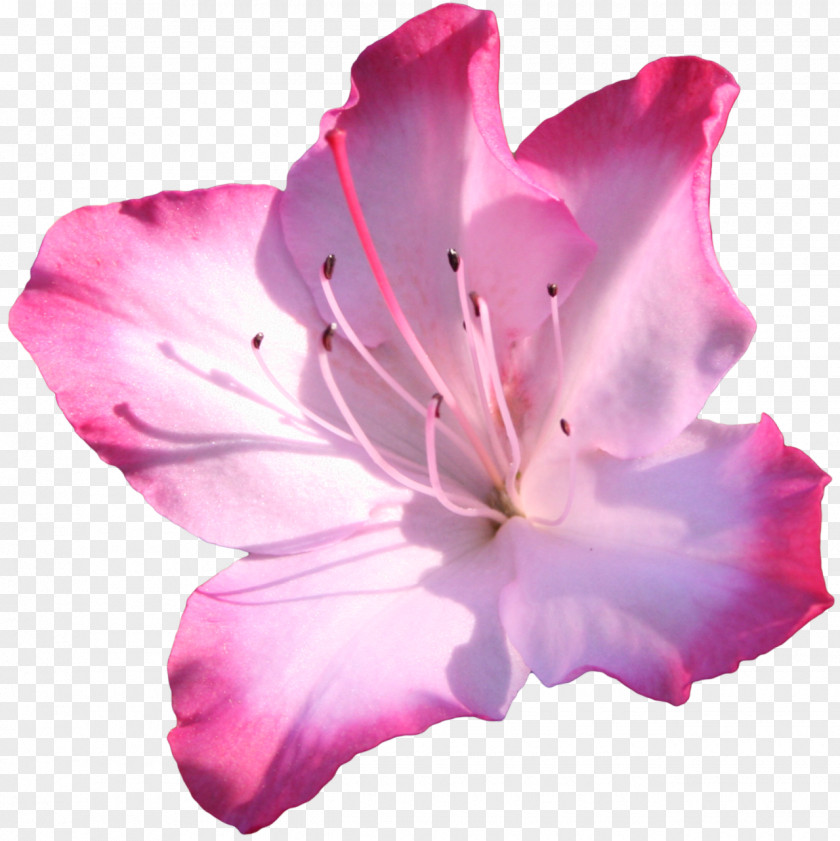 Pink Flower Azalea Flowers Clip Art PNG