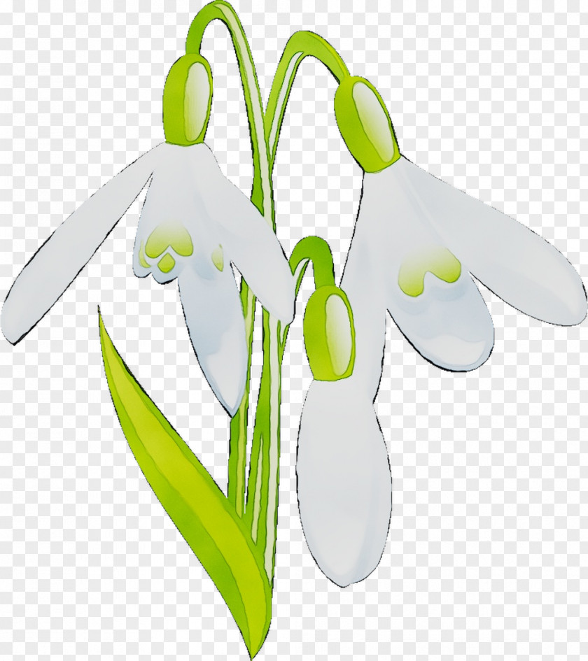 Product Design Technology Snowdrop PNG