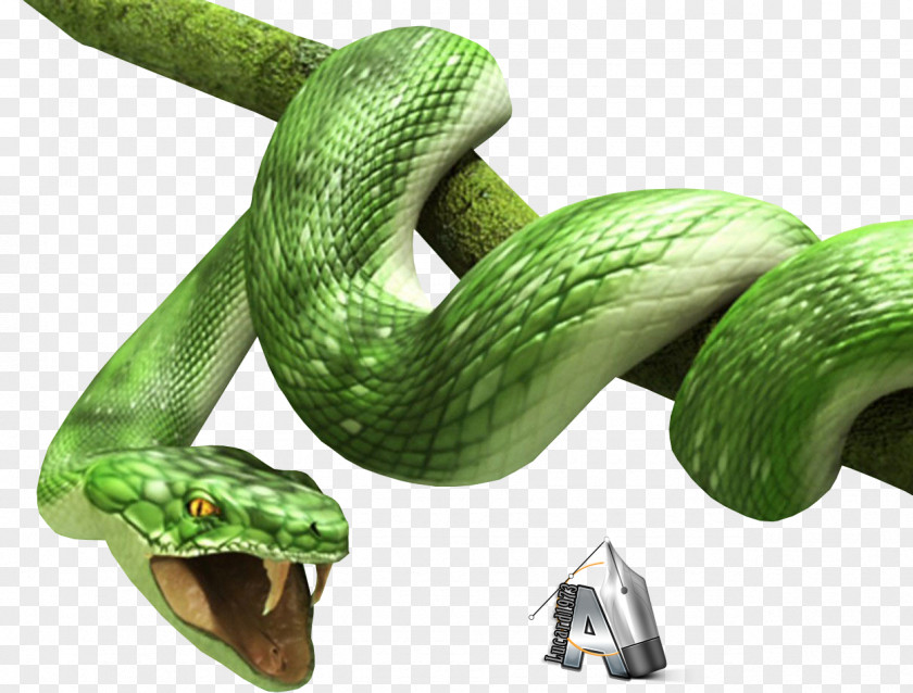 3d Snake Clip Art PNG