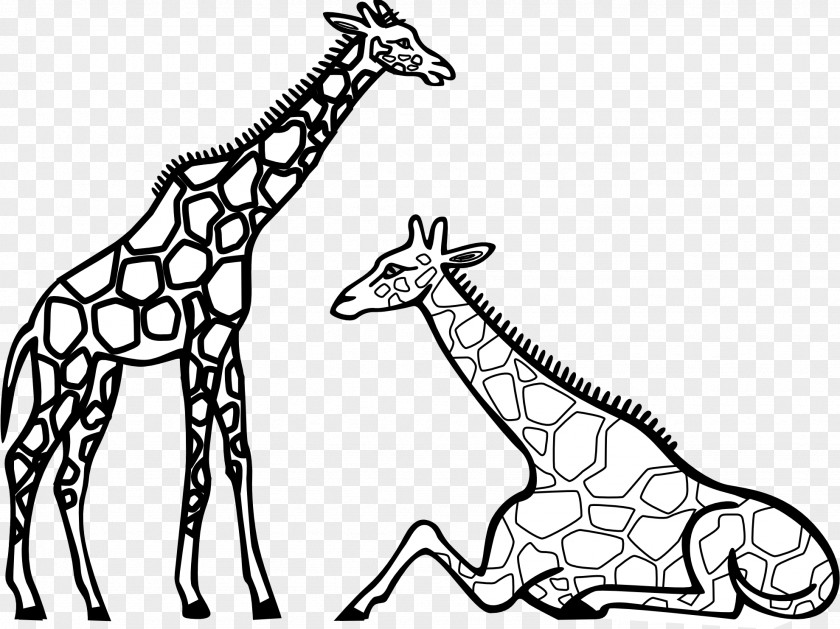 Animal Black And White Giraffe Coloring Book Adult Cuteness Drawing PNG