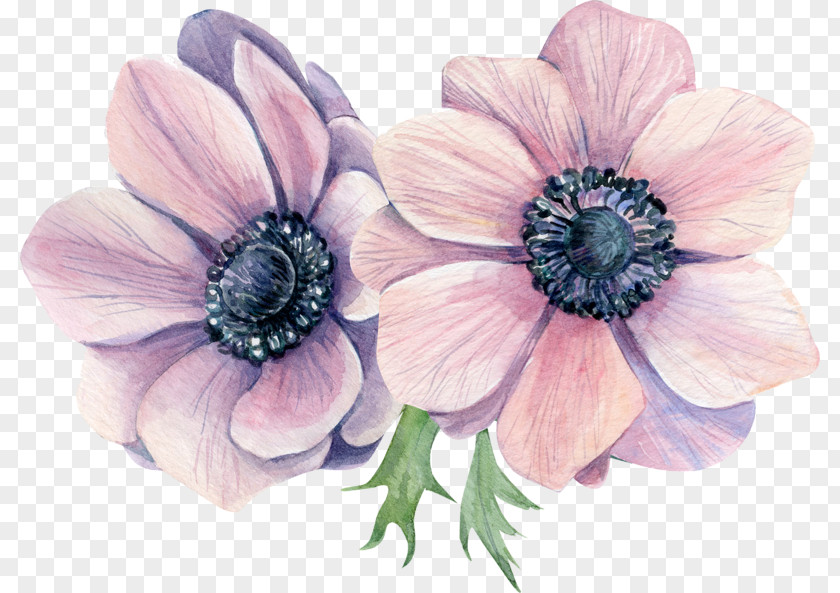 Flower Anemone Watercolor Painting Stock Illustration PNG