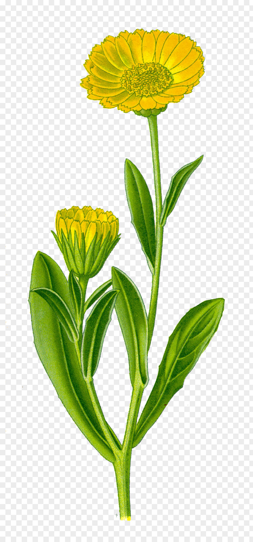Flower Calendula Officinalis Plant Great Mullein PNG