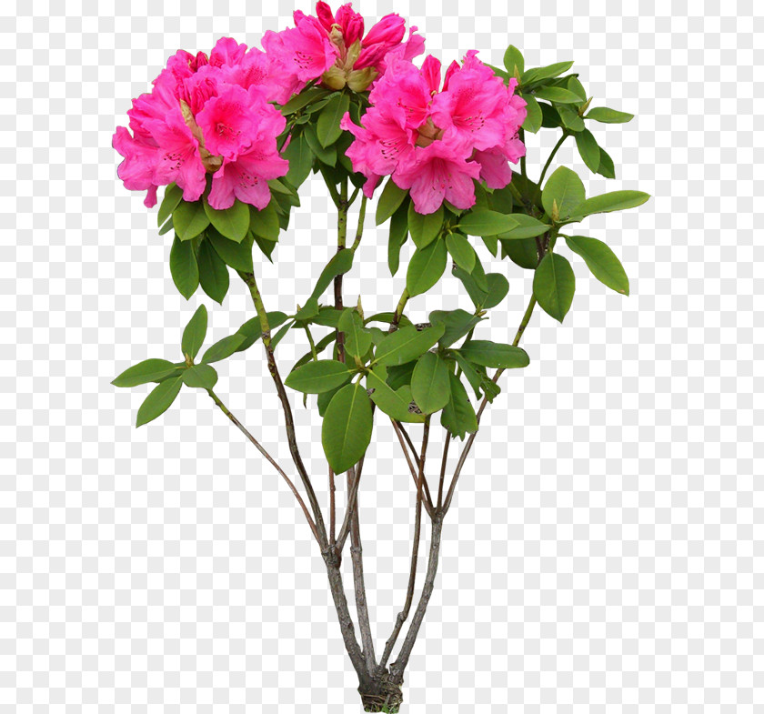 Flower Cut Flowers Plant Clip Art PNG