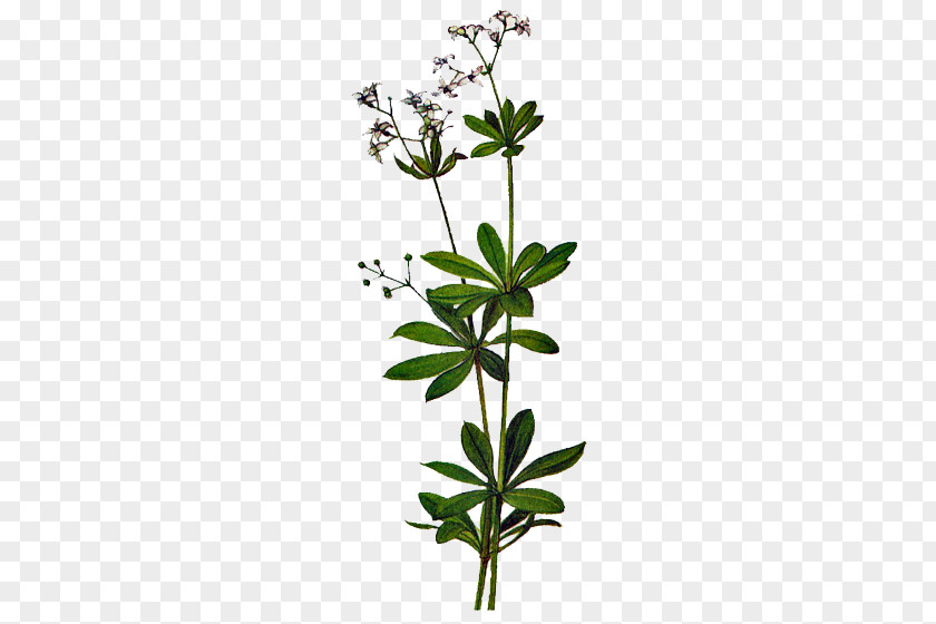 Flower Flowering Plant Stem Subshrub Tree PNG