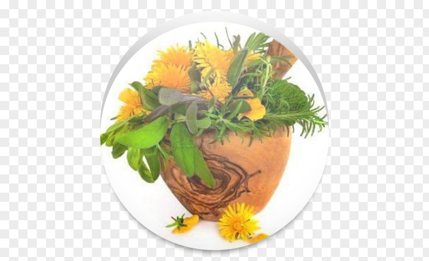 Plant Common Dandelion Medicinal Plants Herb Pharmaceutical Drug Therapy PNG