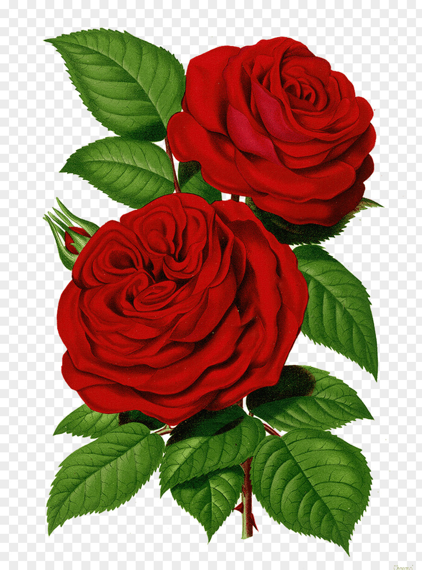 Red Vintage Floral Printing Garden Roses Clip Art Image Pink PNG
