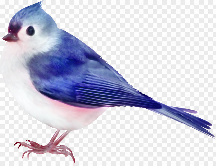 Robin Bird Color Clip Art PNG